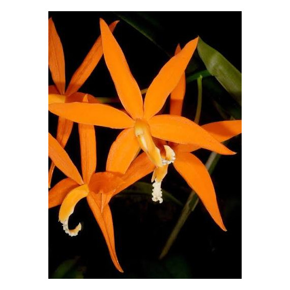 Laelia Harpophylla - T3