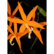 Laelia Harpophylla - T3