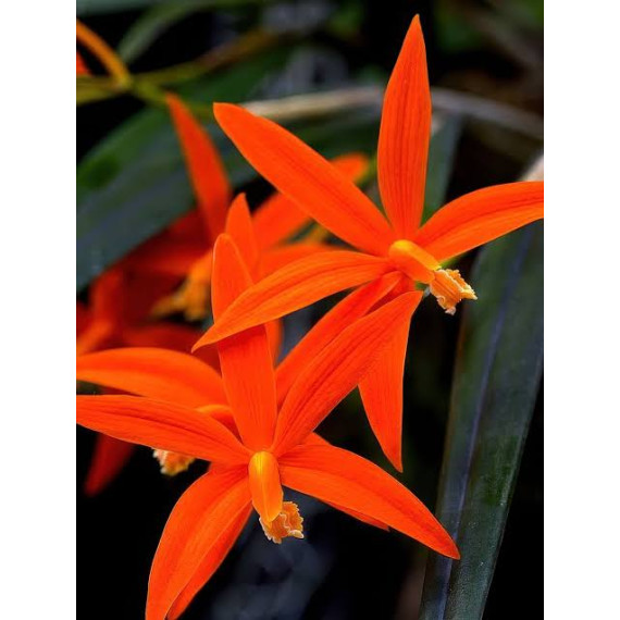 Laelia Harpophylla - T3