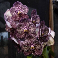 Vanda Kulwadee Fragance Black - SALDÃO