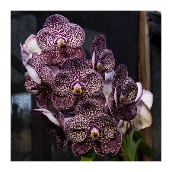 Vanda Kulwadee Fragance Black - SALDÃO