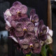 Vanda Kulwadee Fragance Black - SALDÃO