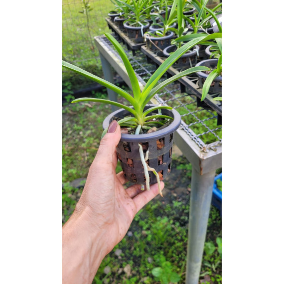 Vanda Kulwadee Fragance Black - SALDÃO