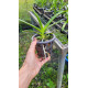 Vanda Kulwadee Fragance Black - SALDÃO