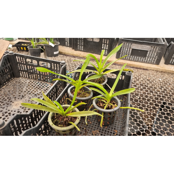 Vanda Montesiana x Roenbligiana - Muda