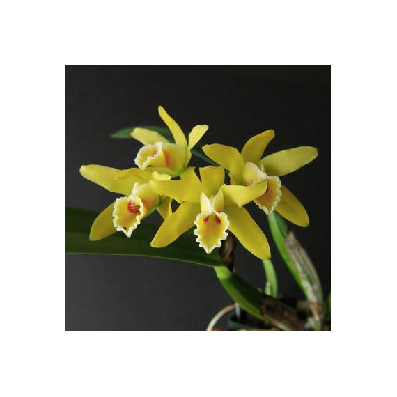 Cattleya Luteola - Sdl