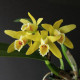 Cattleya Luteola - Sdl