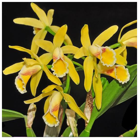 Cattleya Luteola - Sdl