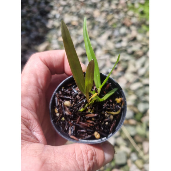 Cattleya Luteola - Sdl