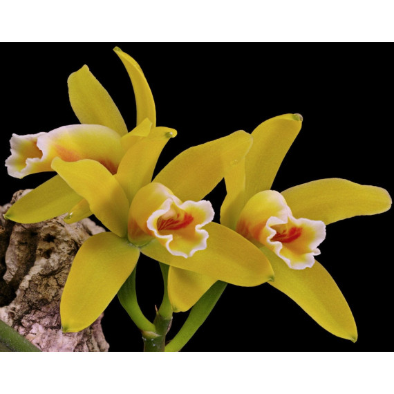 Cattleya Luteola - Sdl