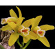 Cattleya Luteola - Sdl