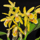 Cattleya Luteola - Sdl