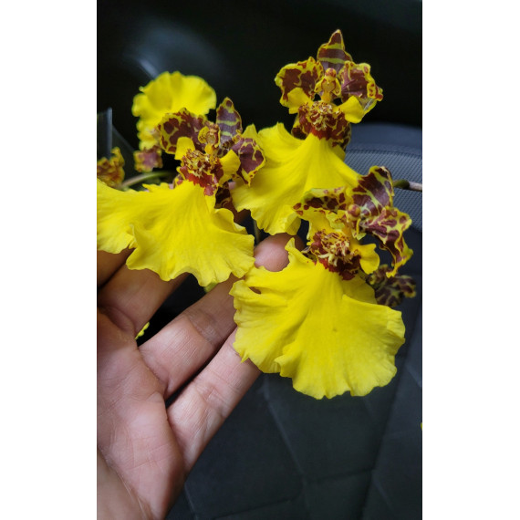 Oncidium Jiuhbao Gold - AD