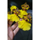 Oncidium Jiuhbao Gold - AD
