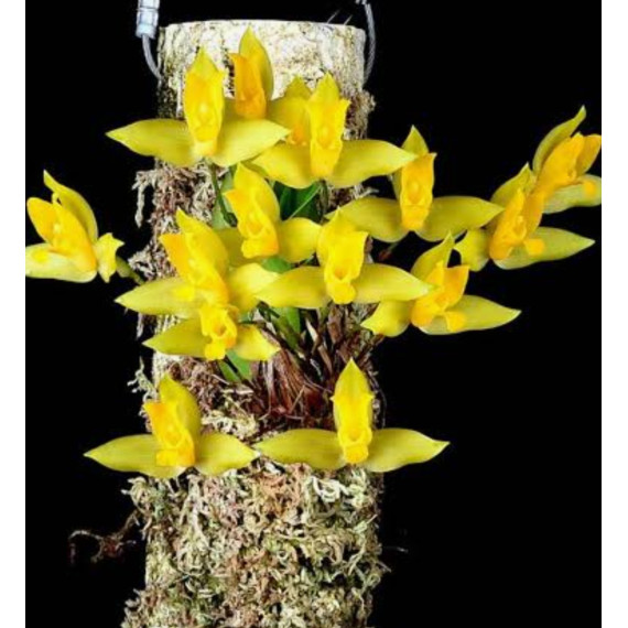 Lycaste Consobrina - T2
