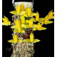 Lycaste Consobrina - T2