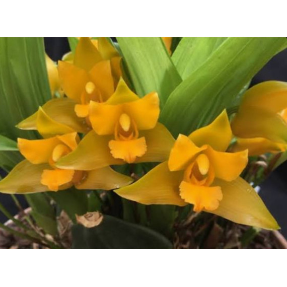 Lycaste Consobrina - T2