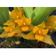 Lycaste Consobrina - T2