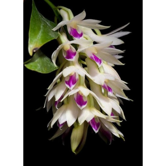 Dendrobium Amethystoglossum - T3