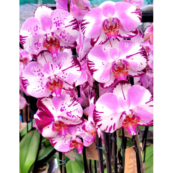 Phalaenopsis Taiwan Red Cat - SALDÃO (MUDA)