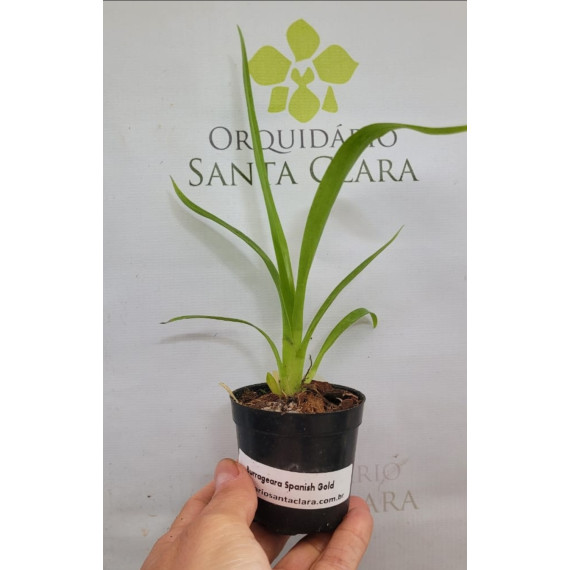 Burrageara Spanish Gold - Pre Adulta
