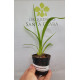 Burrageara Spanish Gold - Pre Adulta