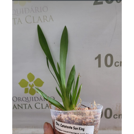 Odontocidium Catatante - Mudinha