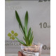 Odontocidium Catatante - Mudinha