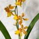 Oncostele Brown Butter - Mudinha