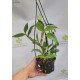 Dendrobium Grifftchianum no Cestinho com alça - NBS