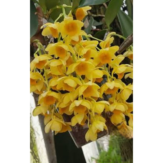 Dendrobium Grifftchianum no Cestinho com alça -...