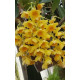 Dendrobium Grifftchianum no Cestinho com alça - NBS