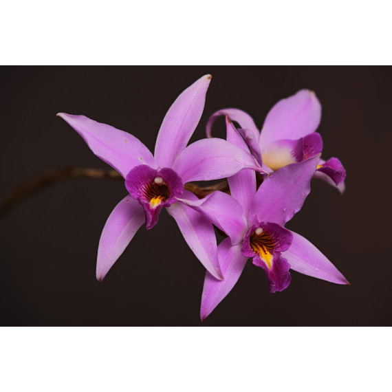 Laelia Anceps Tipo - MUDA