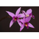Laelia Anceps Tipo - MUDA