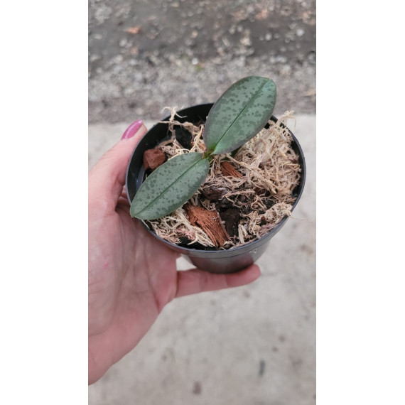 Phalaenopsis Stuartiana - Mudinha