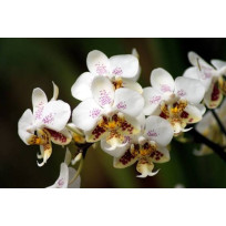Phalaenopsis Stuartiana - Mudinha