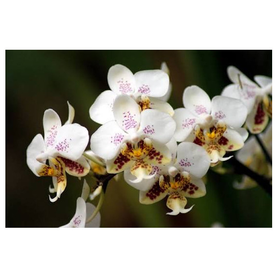 Phalaenopsis Stuartiana - Mudinha
