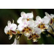 Phalaenopsis Stuartiana - Mudinha