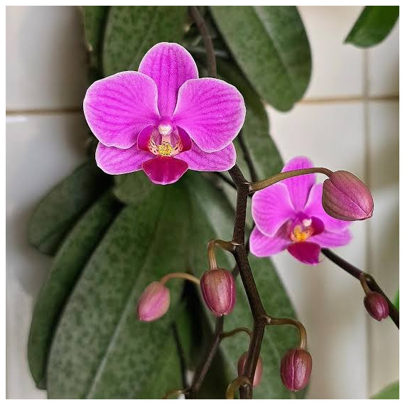 Phalaenopsis Little Mary - NBS
