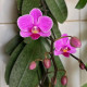 Phalaenopsis Little Mary - NBS
