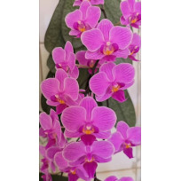 Phalaenopsis Little Mary - NBS