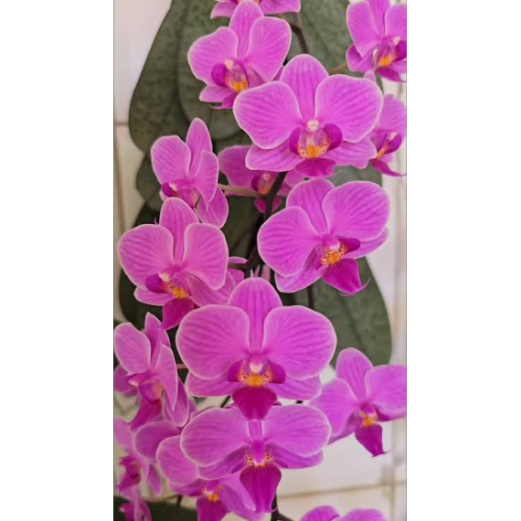 Phalaenopsis Little Mary - NBS