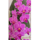 Phalaenopsis Little Mary - NBS
