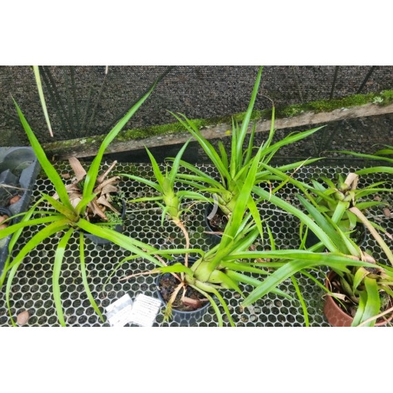 Neoregelia Pendula