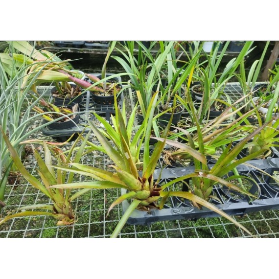 Neoregelia Pendula