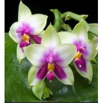 Phalaenopsis Bellina  - Muda