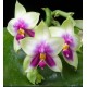 Phalaenopsis Bellina  - Muda