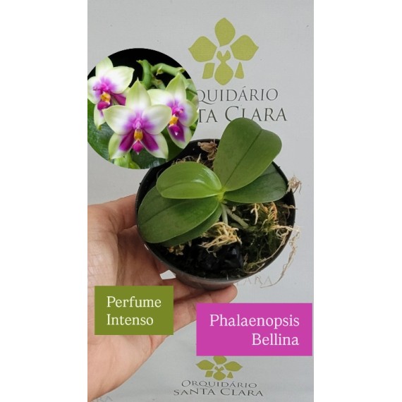 Phalaenopsis Bellina  - Muda