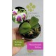 Phalaenopsis Bellina  - Muda