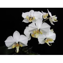 Phalaenopsis Amabilis - Haste Floral